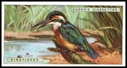 19 Kingfisher